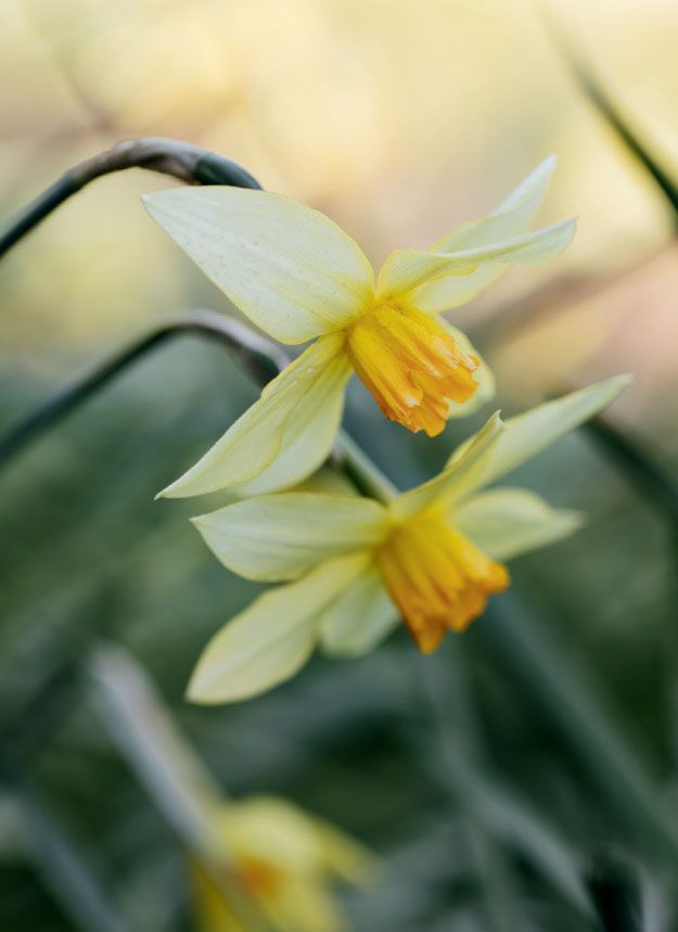 Image may contain Plant Flower Blossom and Daffodil