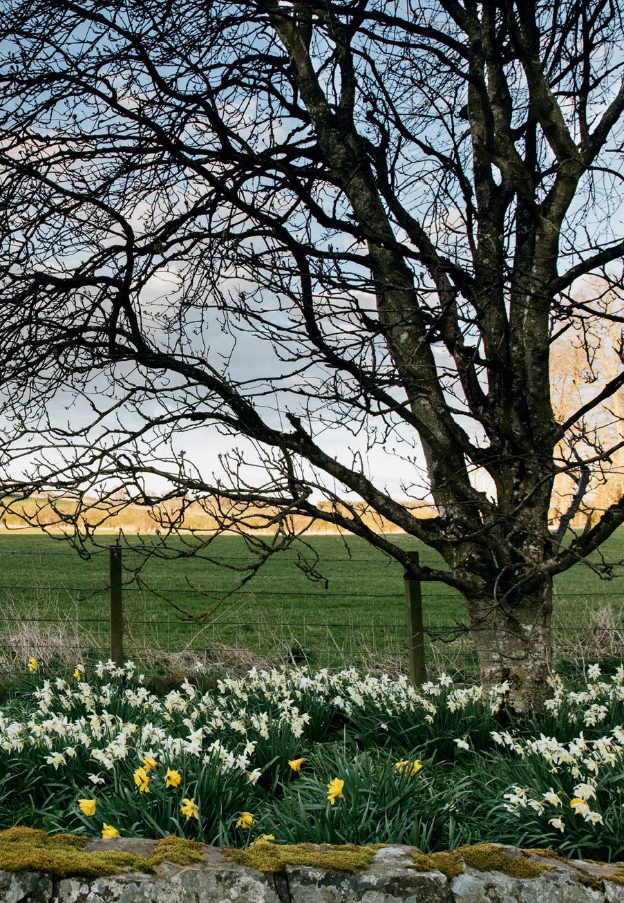 Image may contain Plant Tree Tree Trunk Flower Blossom and Grass