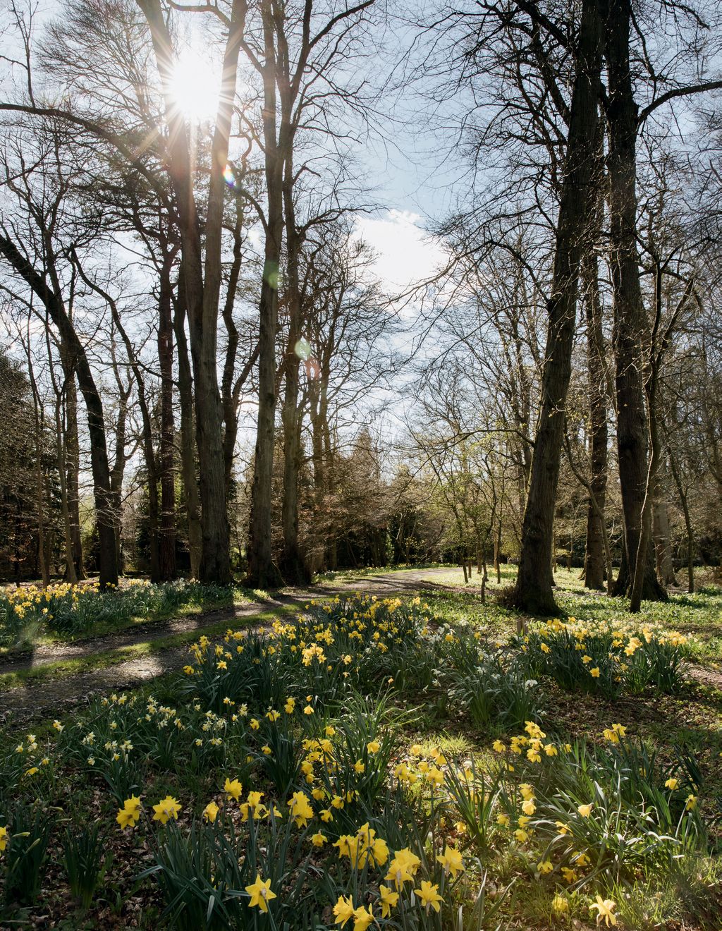 Image may contain Plant Tree Light Flare Tree Trunk Nature Vegetation Outdoors Woodland Forest Land and Grassland