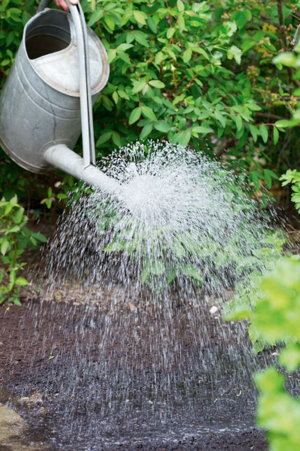 Soak the area thoroughly with a can fitted with a fine rose head. Keep the soil moist during prolonged dry spells. For...