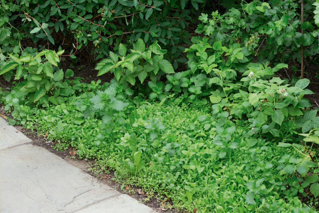 Image may contain Vase Plant Pottery Potted Plant Jar Vegetation Outdoors Planter and Herbs