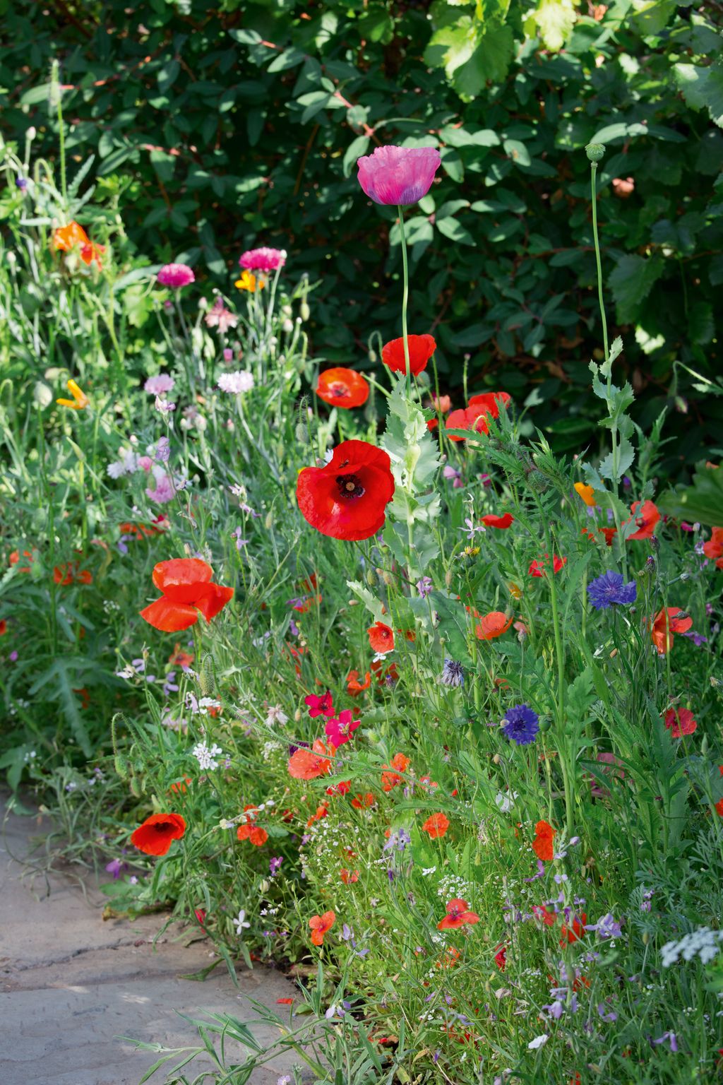 Image may contain Plant Flower Blossom Poppy and Geranium
