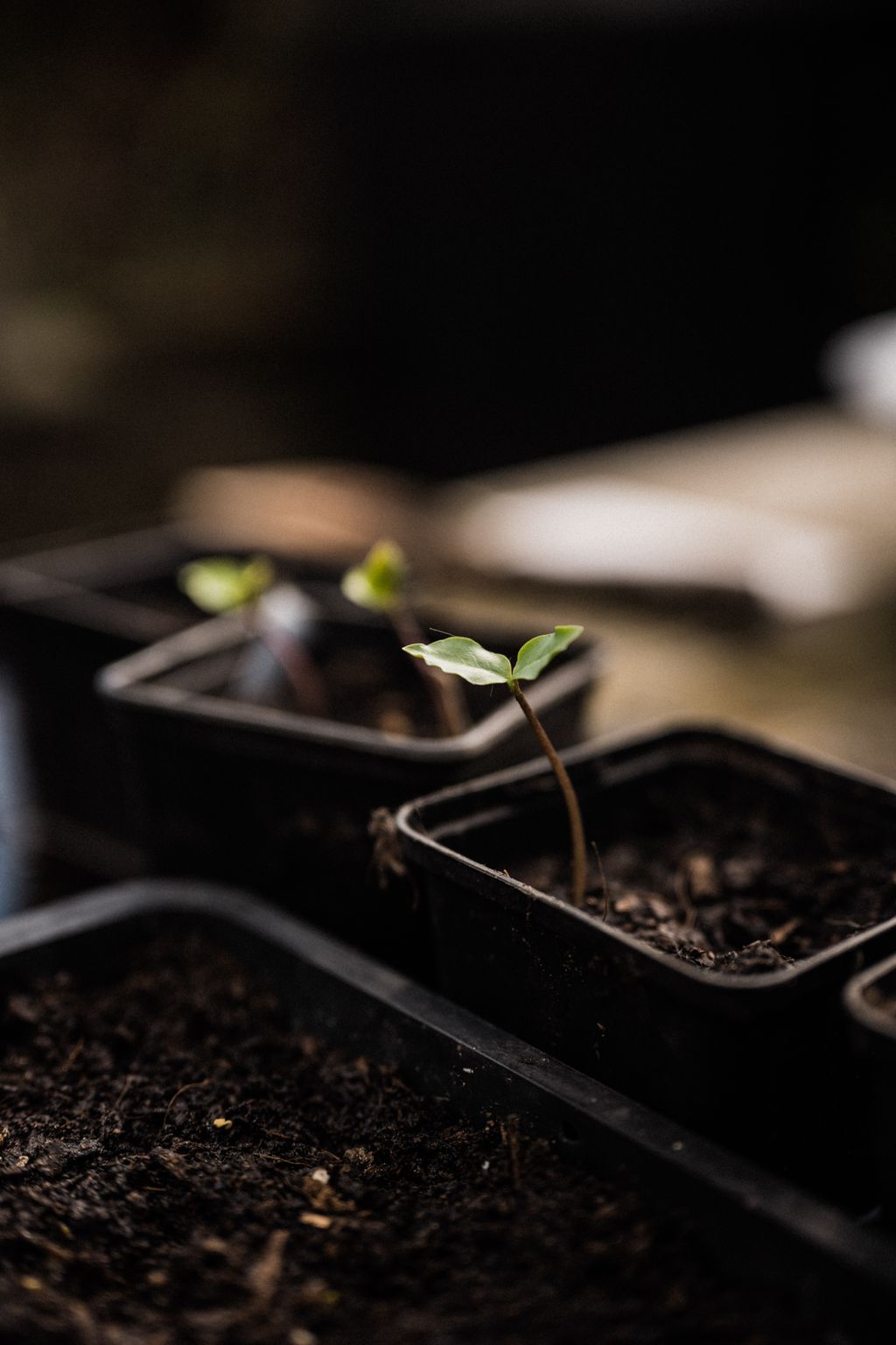 Image may contain Plant Sprout and Soil