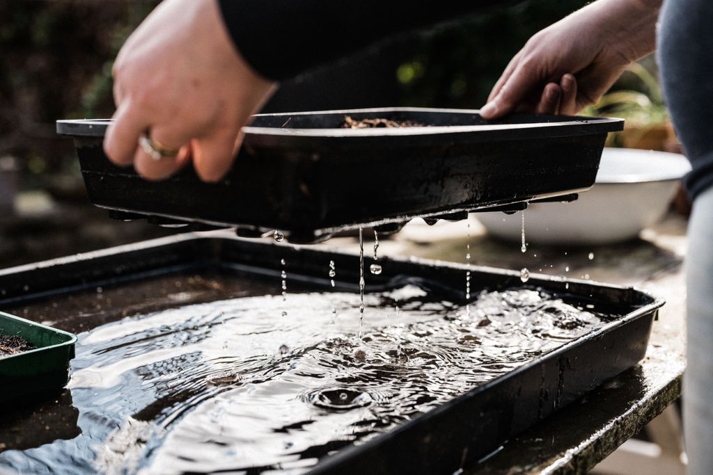 I always water from underneath with seed trays. Even with the greatest of care watering from above will disturb the...