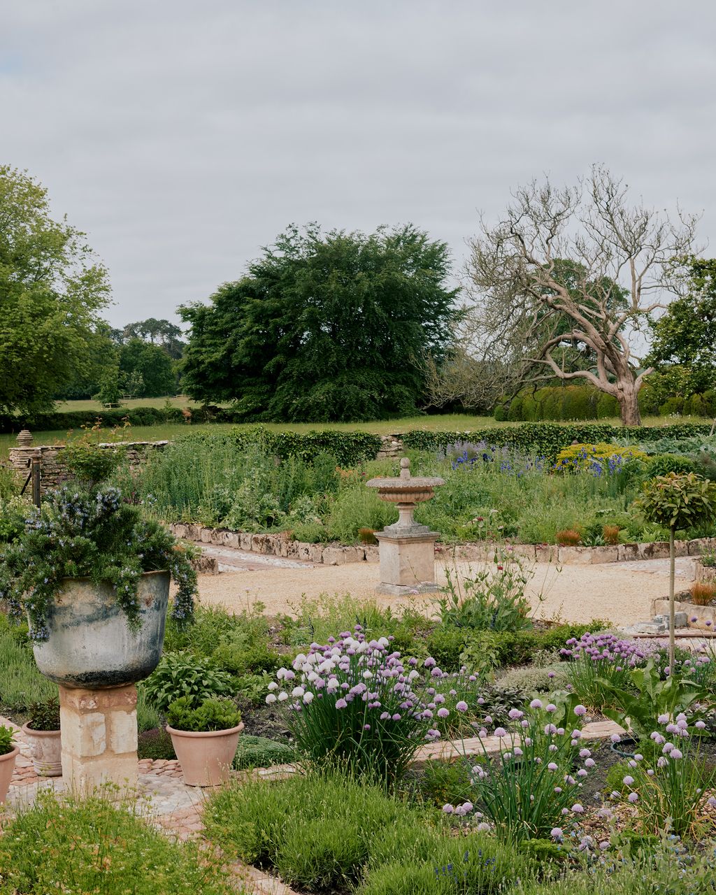 Image may contain Vase Plant Pottery Potted Plant Jar Planter Outdoors Herbs Flagstone Tree Garden and Grass