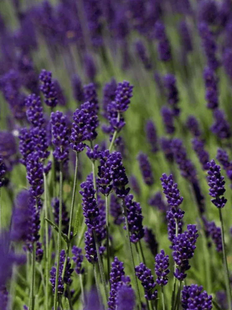 Image may contain: Plant, Lavender, Lupin, Flower, and Blossom