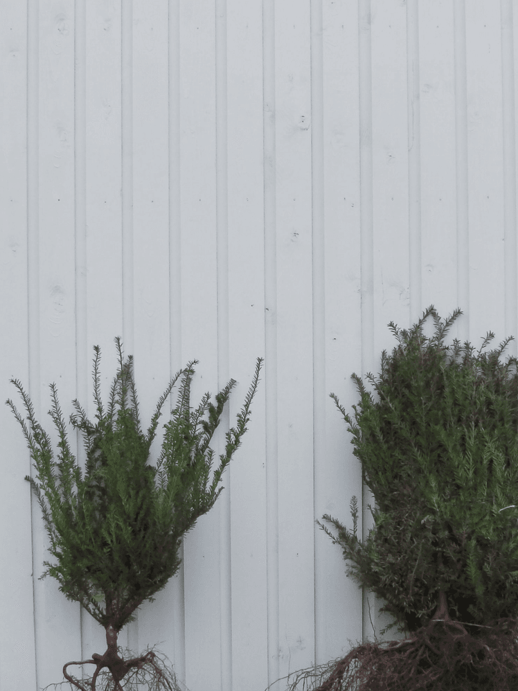 Image may contain: Plant, Wood, and Tree