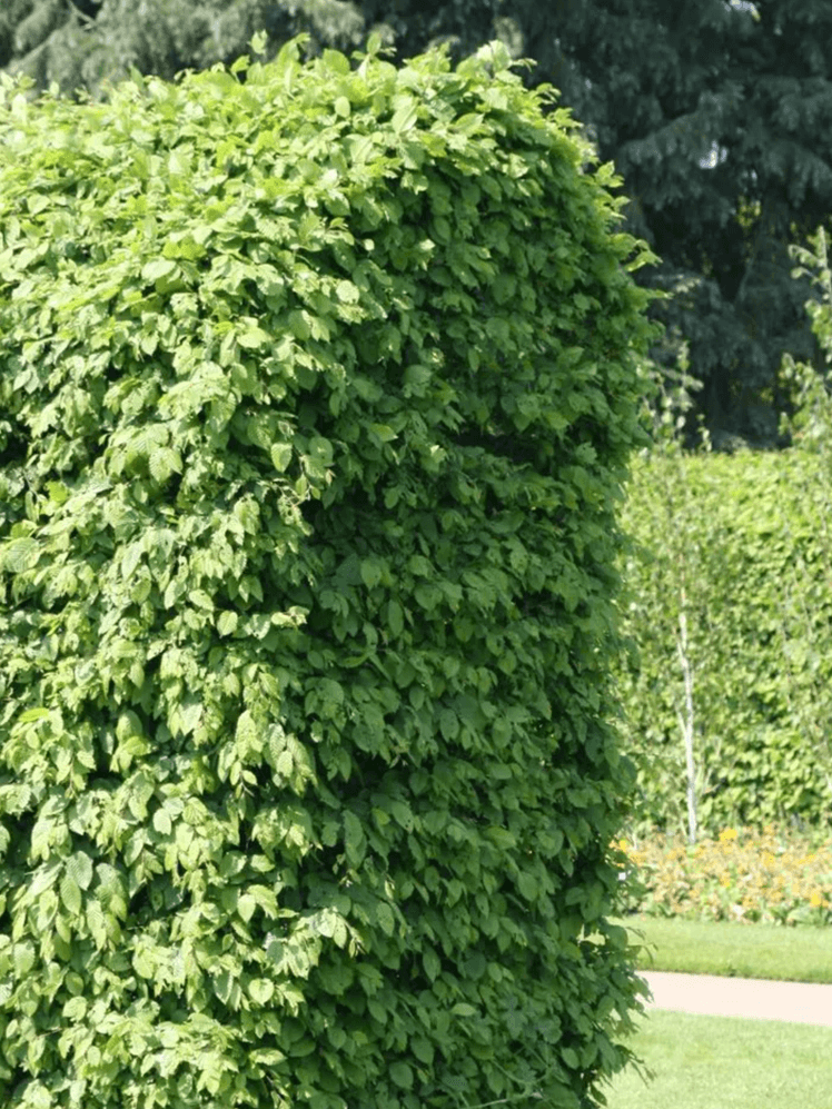 Image may contain: Plant, Vine, and Outdoors