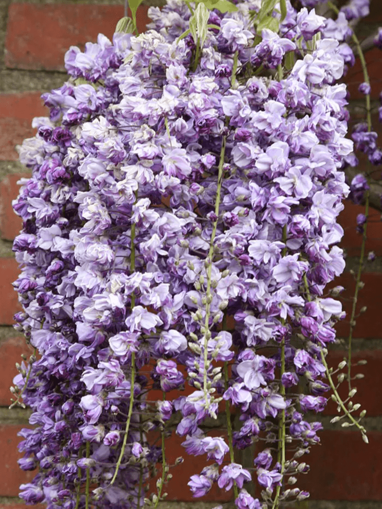 Image may contain: Plant, Flower, Blossom, Brick, and Lilac