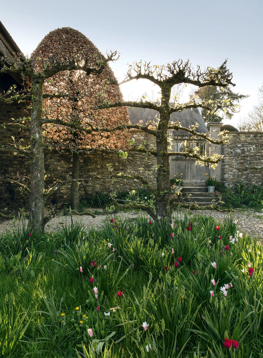 Image may contain Plant Tree Tree Trunk Grass Outdoors and Ground