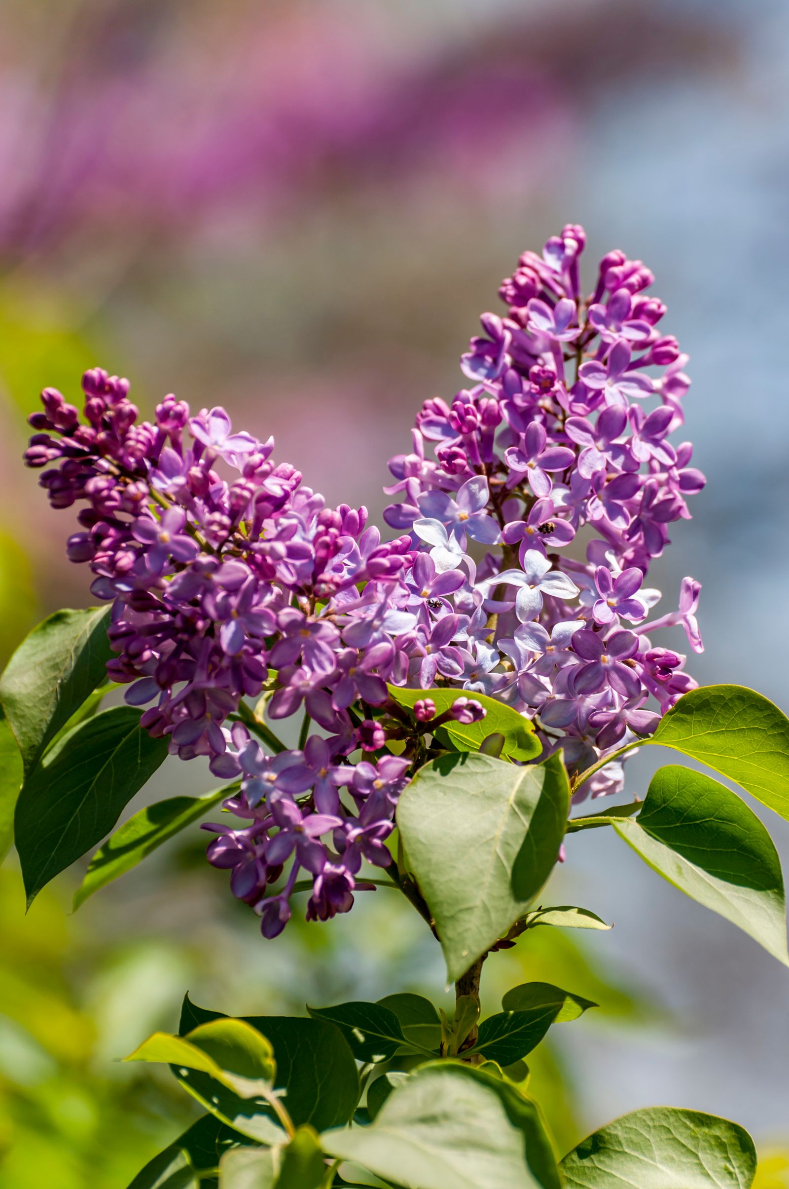 A lilac bush can be a bit dull when not in bloom but the larger forms can be livened up by sending a climber through them.