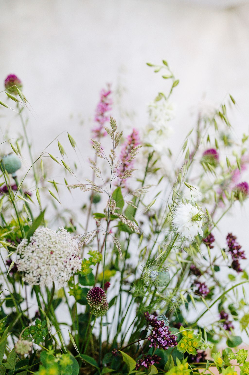 Image may contain Plant Flower Blossom and Apiaceae