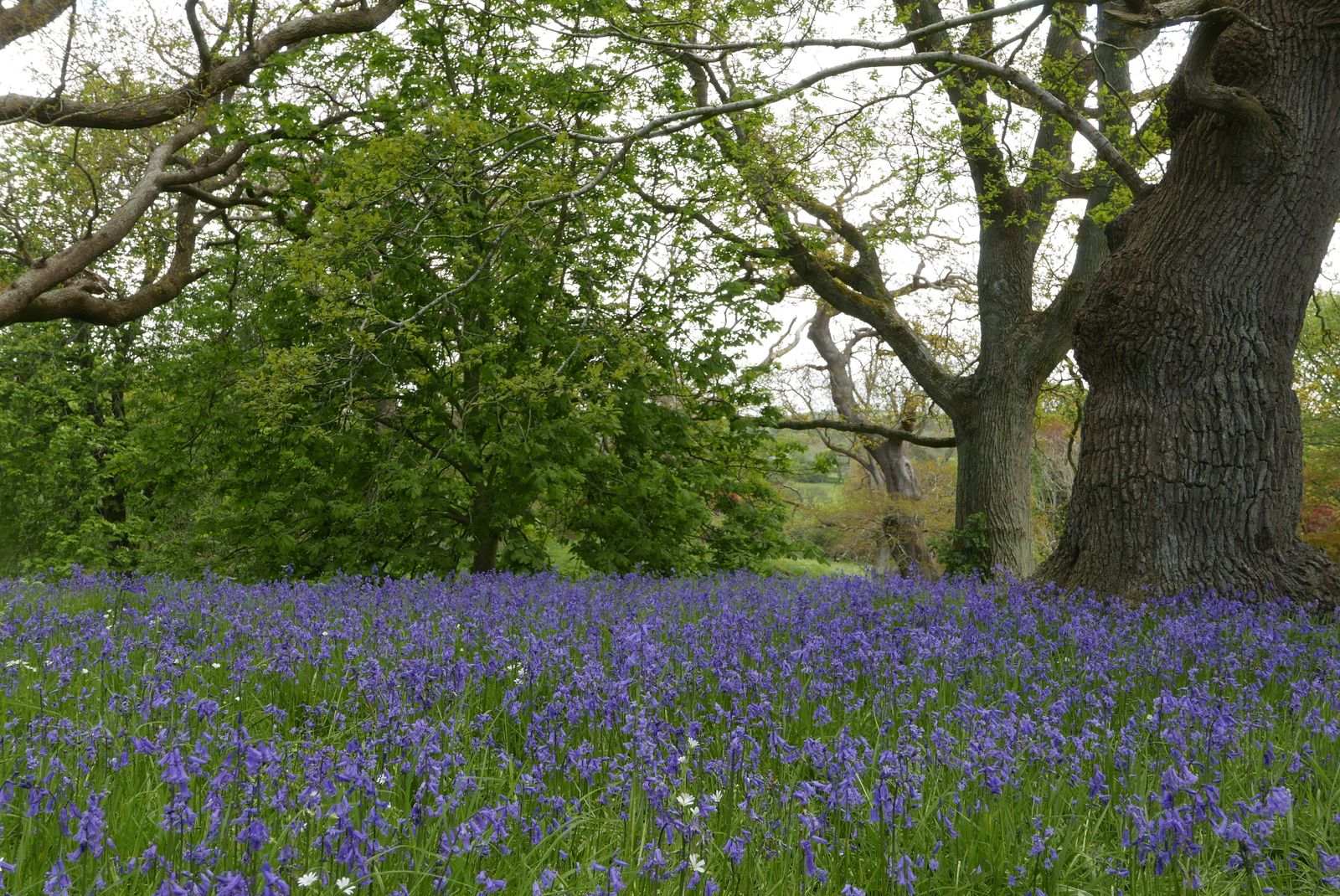 Image may contain Plant Outdoors Nature Grassland Field Countryside Tree Flower and Blossom