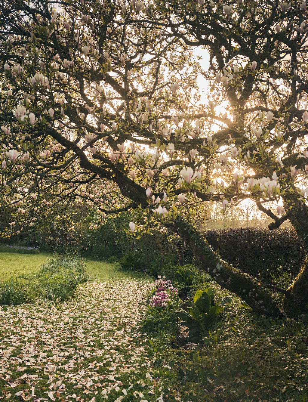 Image may contain Plant Tree Grass Outdoors Flower Blossom Tree Trunk Animal and Bird
