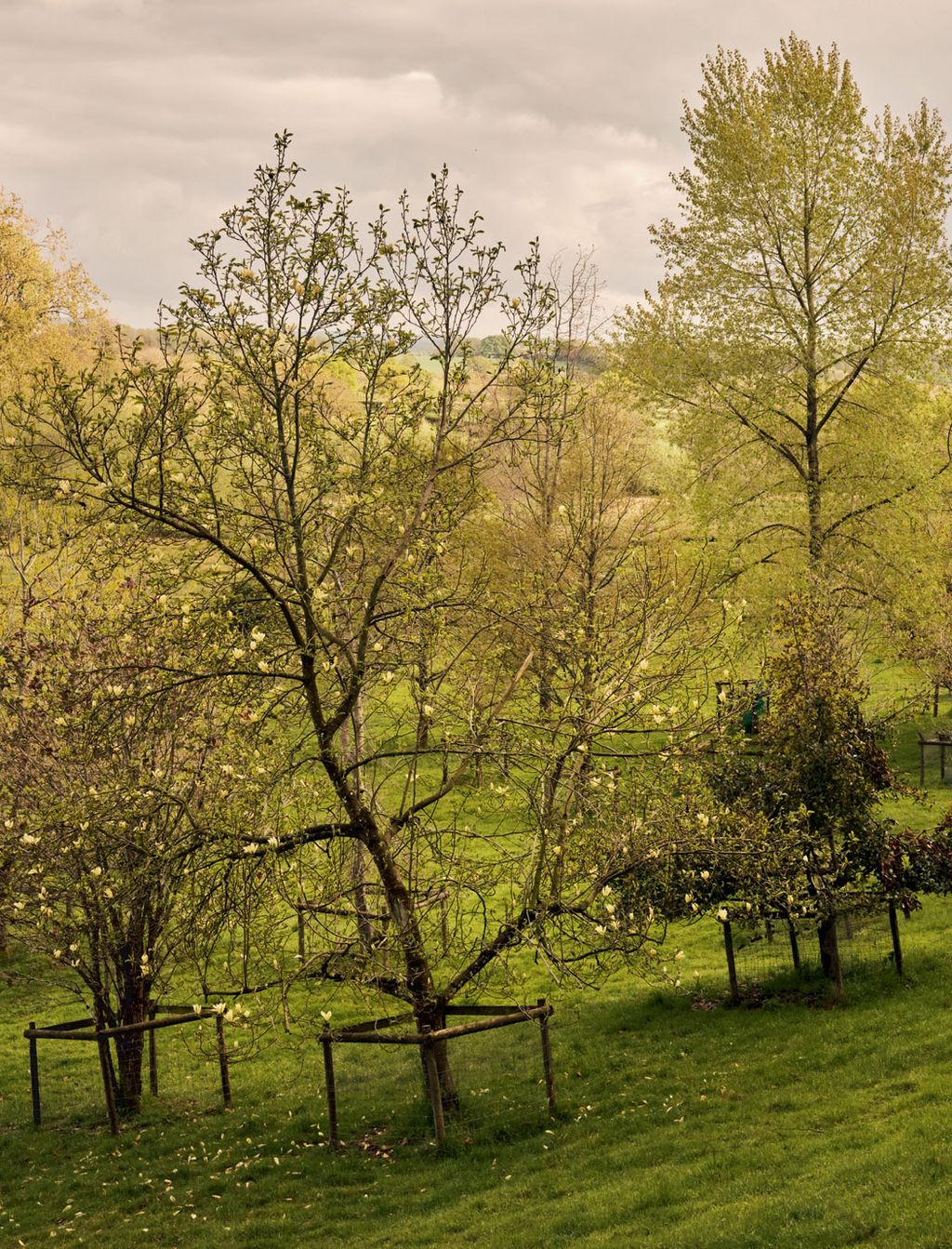 Image may contain Tree Plant Grass Tree Trunk Outdoors and Nature