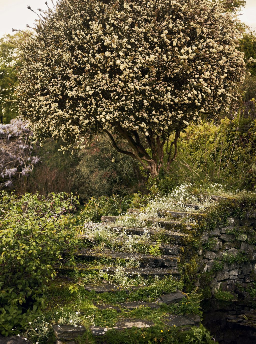 Image may contain Plant Tree Flower and Blossom