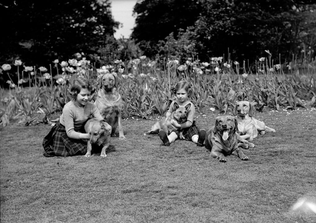 Image may contain Animal Dog Mammal Pet Canine Human Person Grass Plant and People