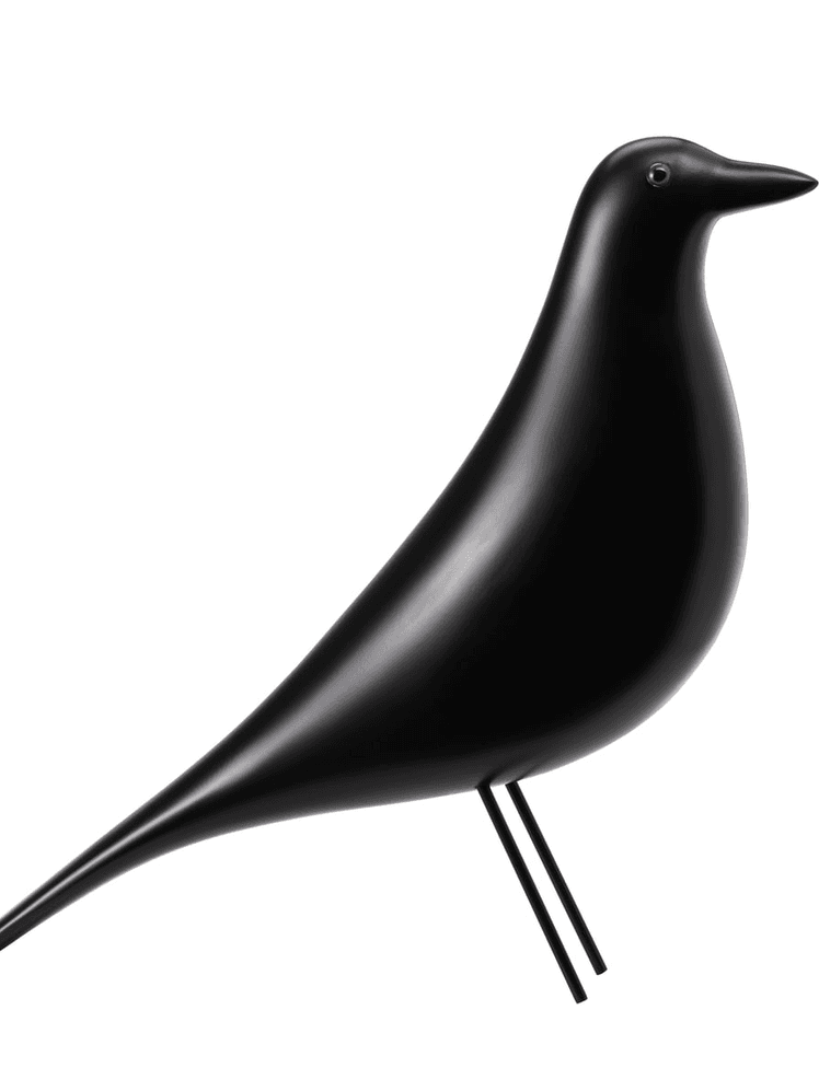 Image may contain: Animal, and Bird