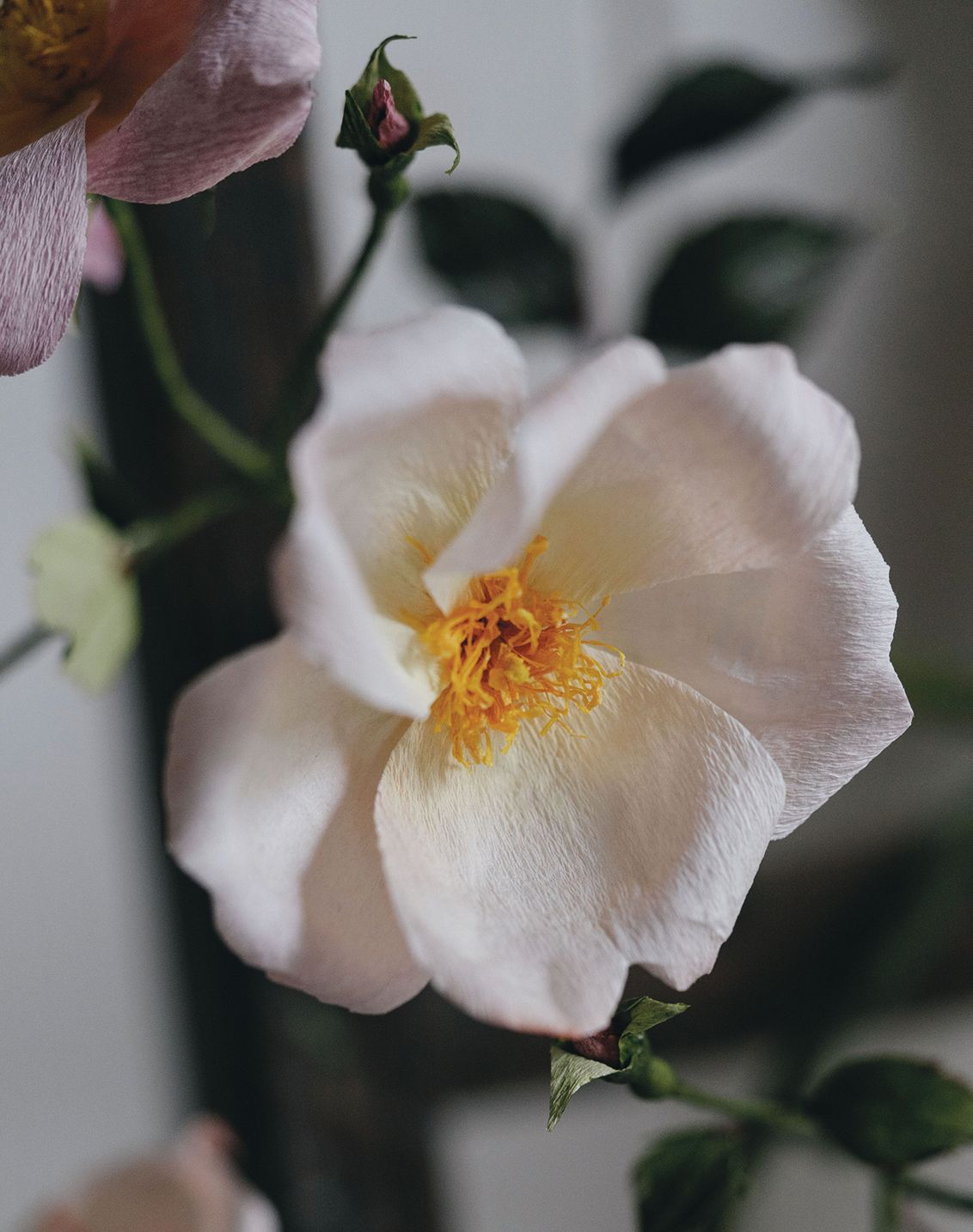 Image may contain Plant Pollen Flower Blossom and Geranium
