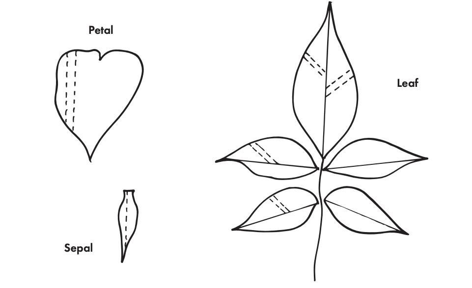 Image may contain Plant and Leaf