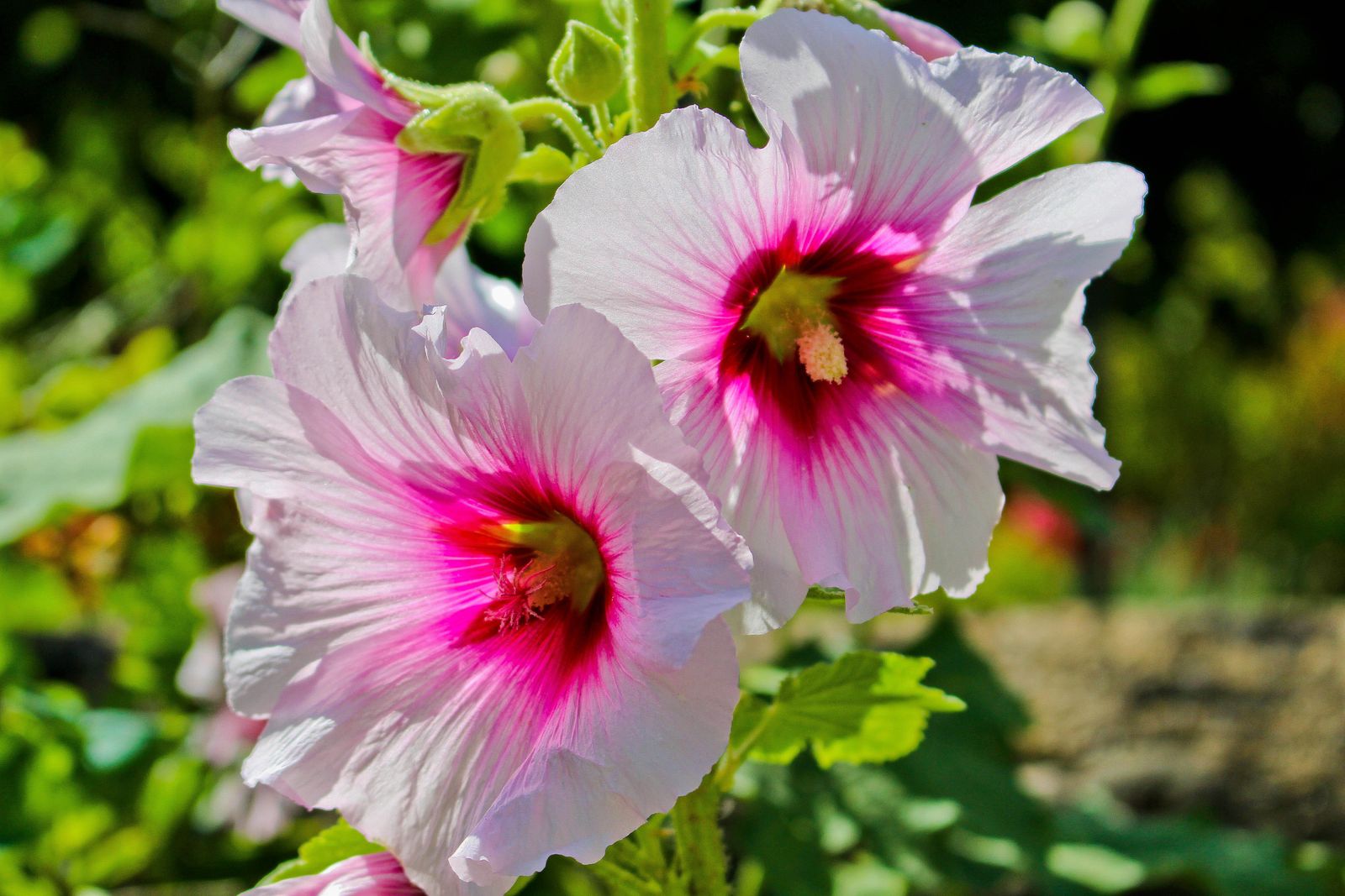 Hollyhock