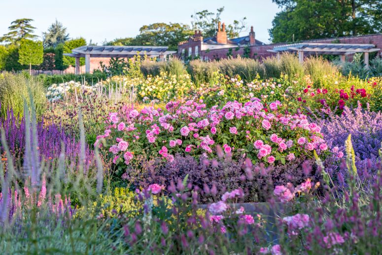 Image may contain: Plant, Outdoors, Flower, Blossom, Garden, and Geranium