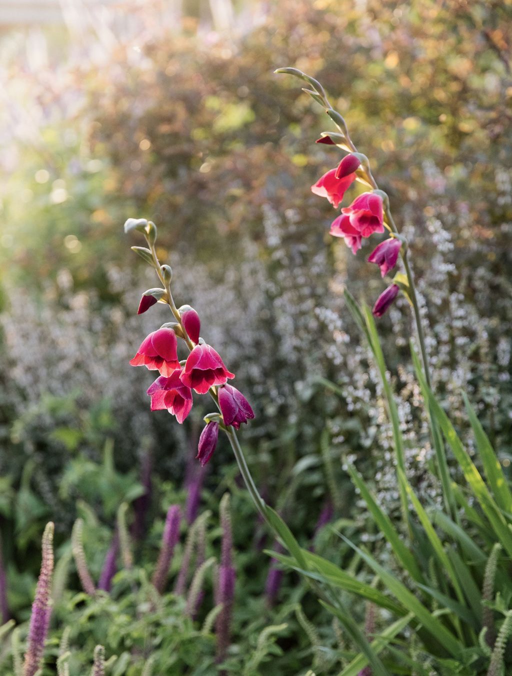 Image may contain Plant Flower and Blossom