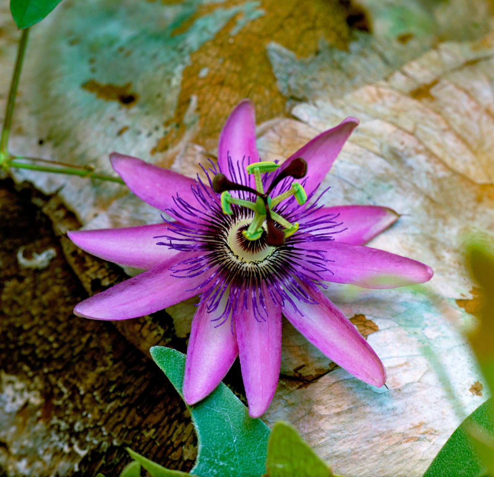 nbspPassiflora caerulea ‘Rubra'