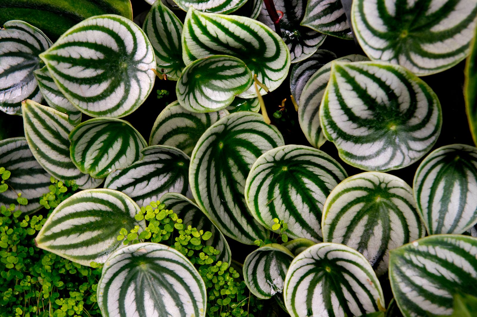 striped green leaves from a plant