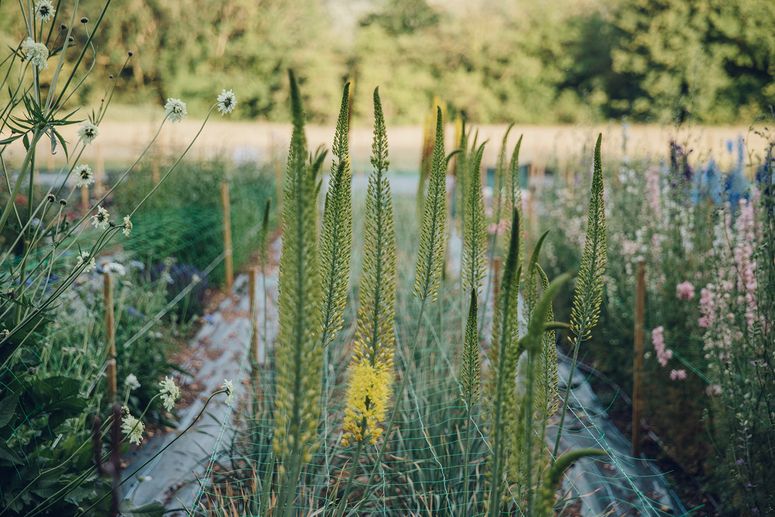 Image may contain: Plant, Grass, Pottery, Vase, Potted Plant, Jar, Vegetation, Planter, and Lawn