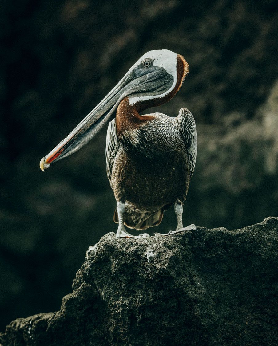Image may contain Animal Bird Pelican and Beak