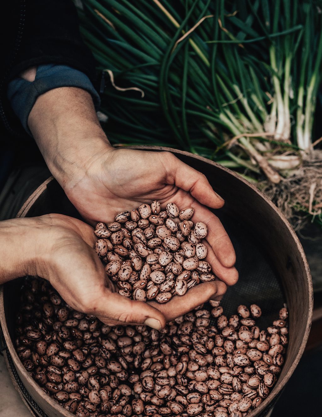 Ronja Schlumberger gathers a handful of Vital Seeds borlotti beans.
