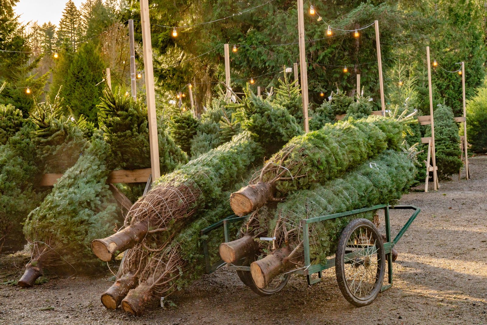 89 Christmas tree farms around the UK
