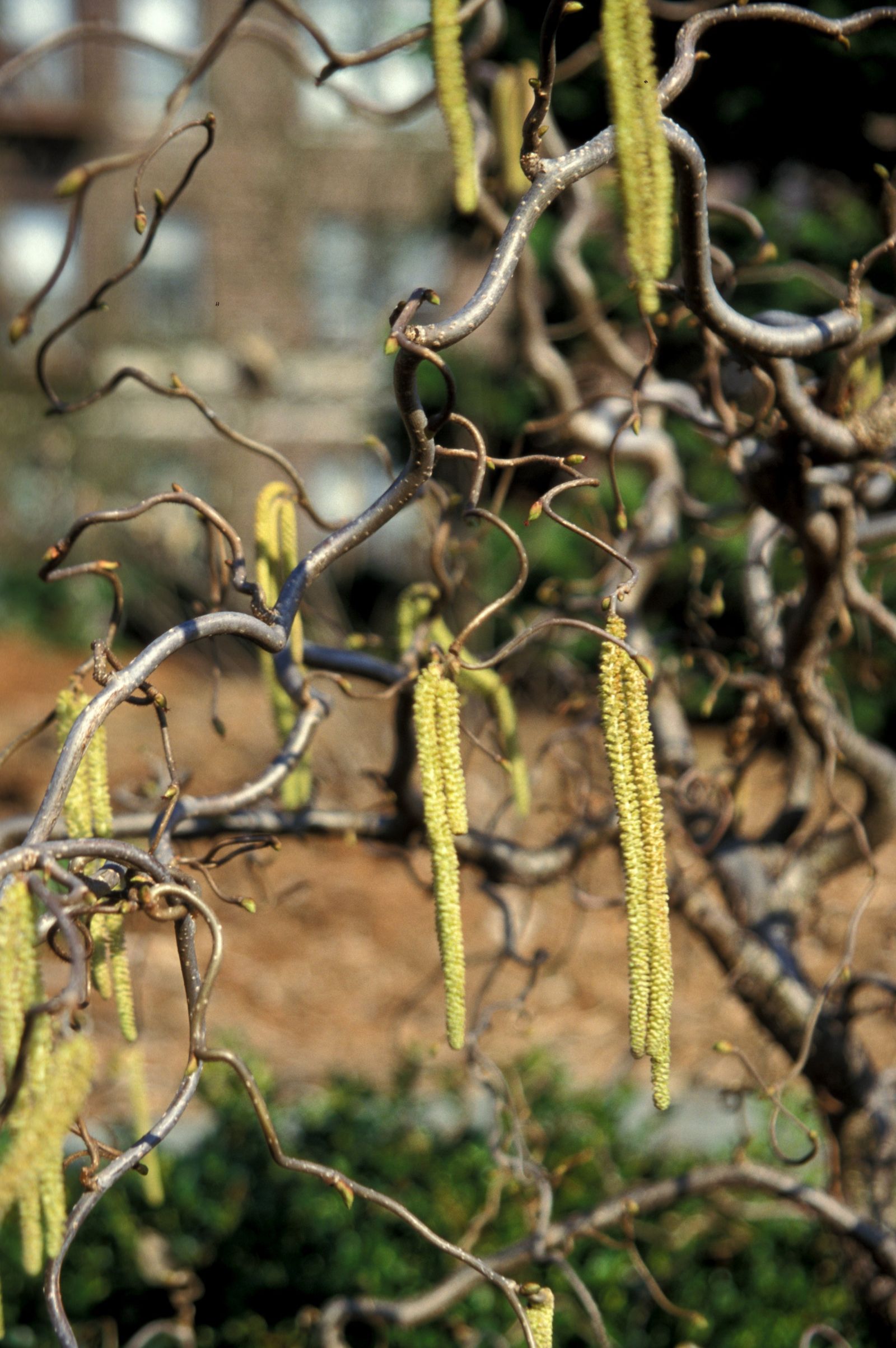 Corkscrew hazel
