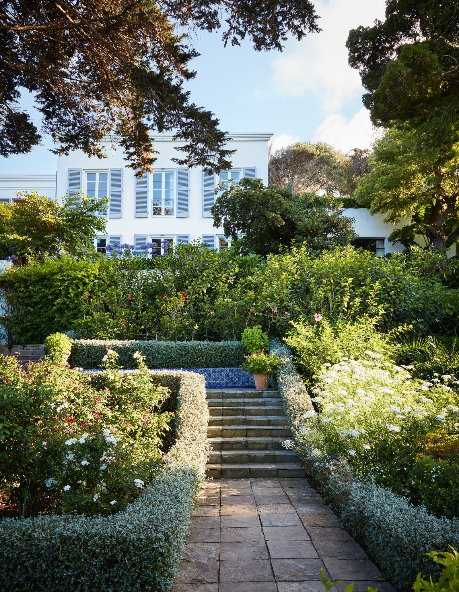 Clipped teucrium hedges lining the steps contain borders of roses and annuals such as Ammi visnaga and white cleomes.