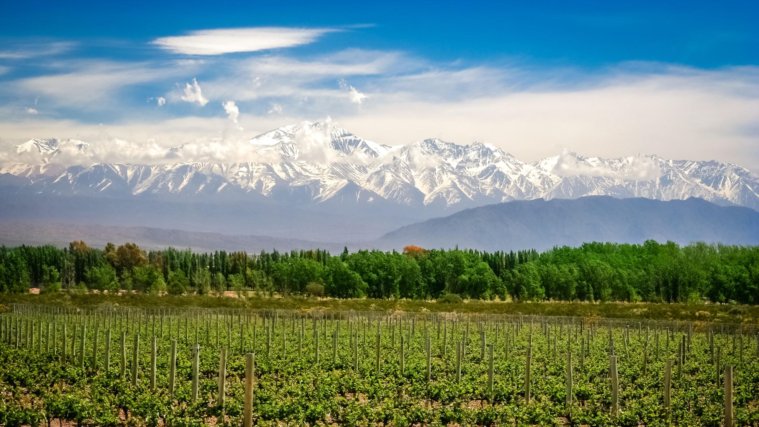 A vineyard near Mendoza in Argentina whose highaltitude wines are much soughtafter for 2023
