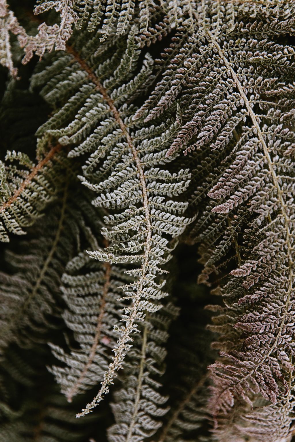 Dryopteris affinis ‘Cristata.