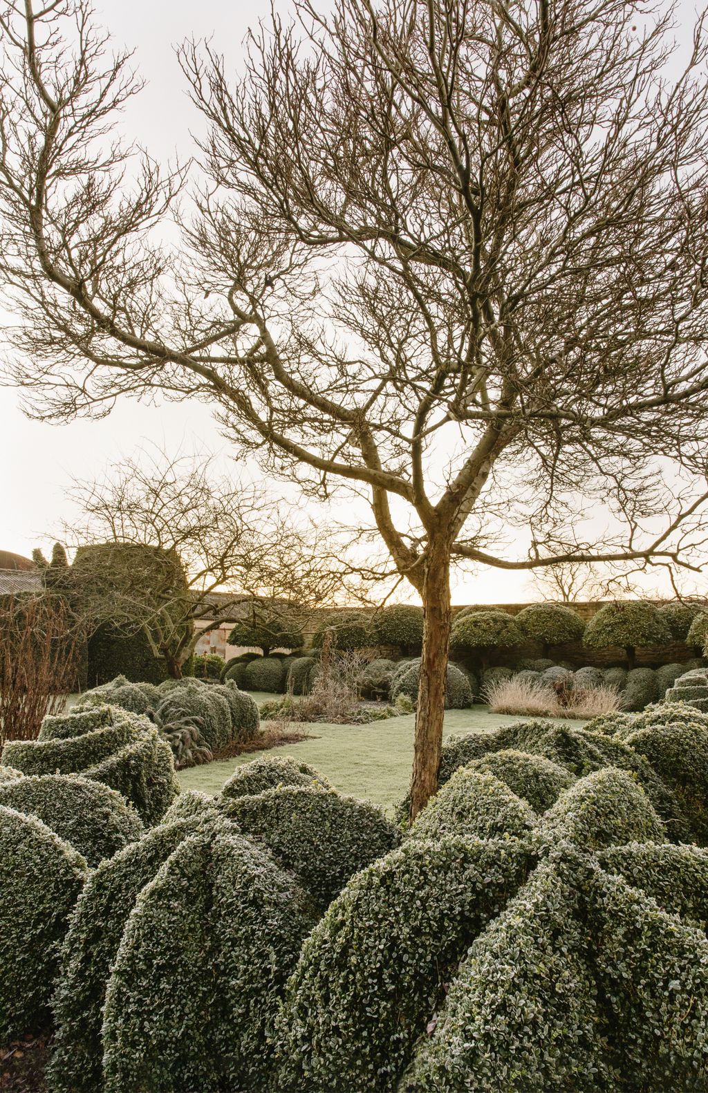 Crataegus x lavalleei ‘Carrierei.