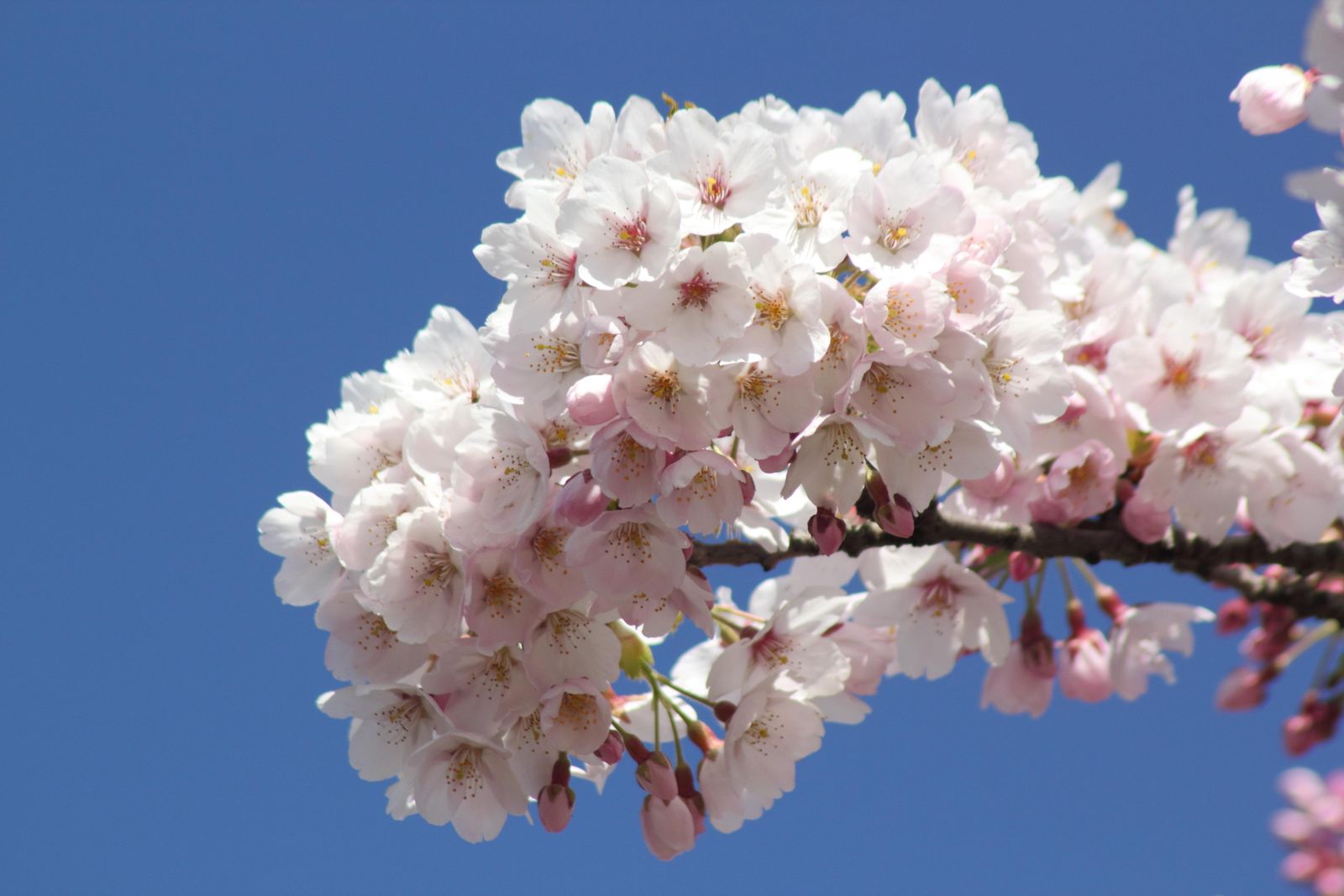 A great white cherry tree