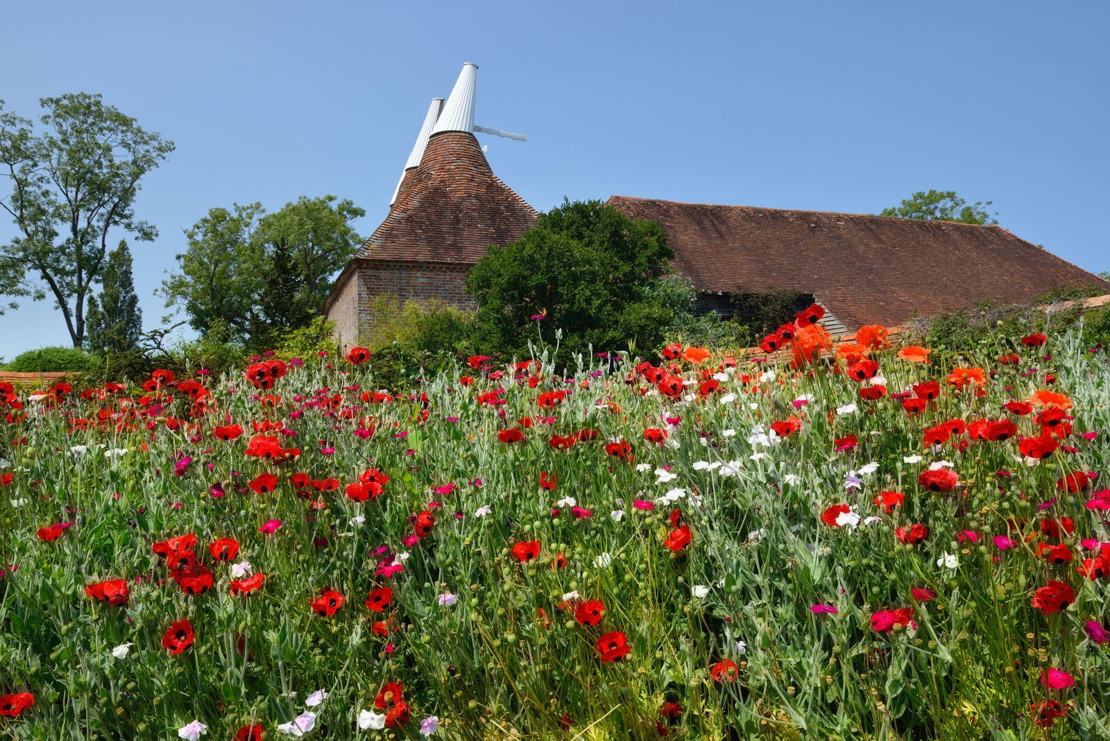 The Oast House at Great Dixter with a sea of Ladybird poppies in front