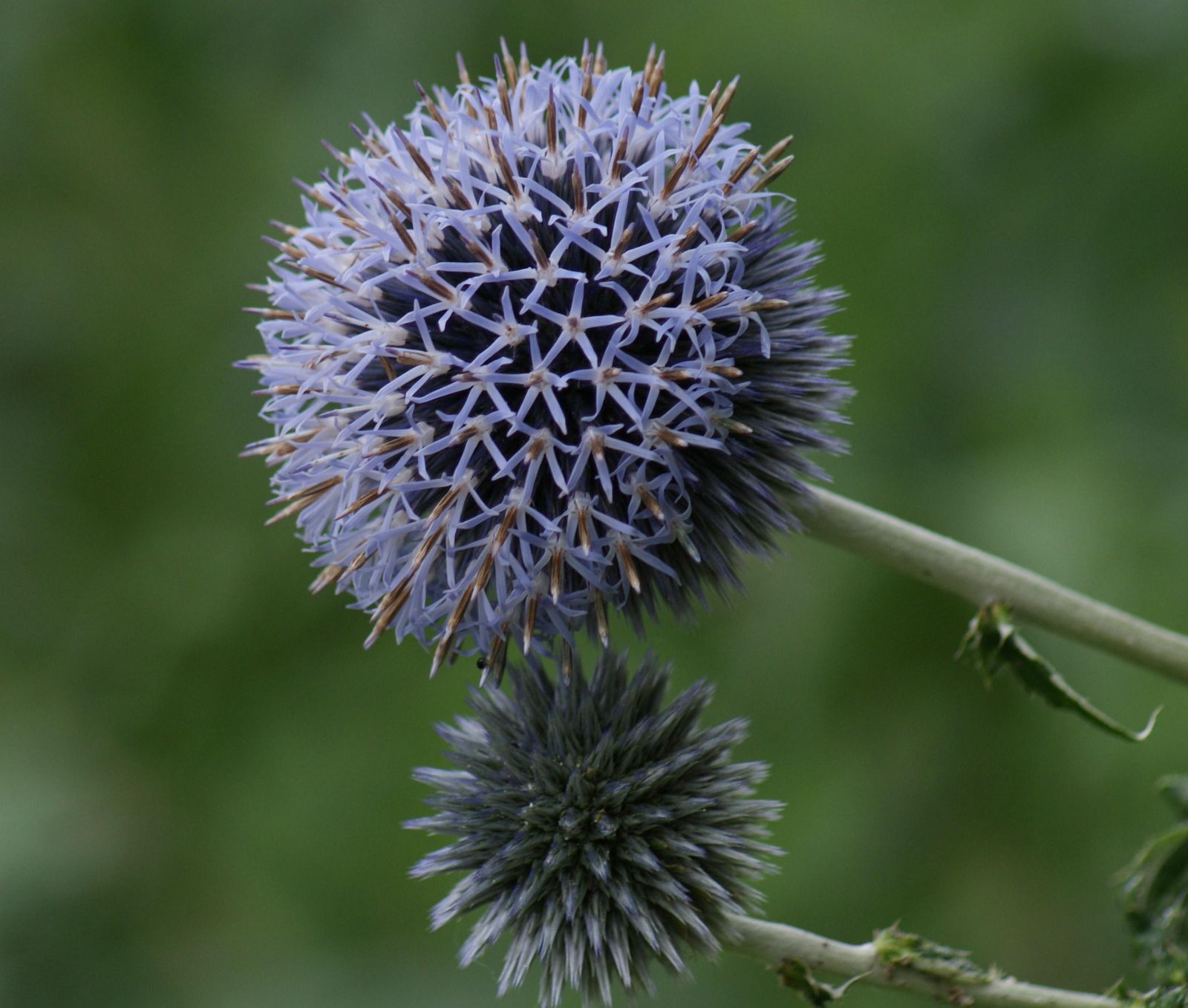 Echinops ritra