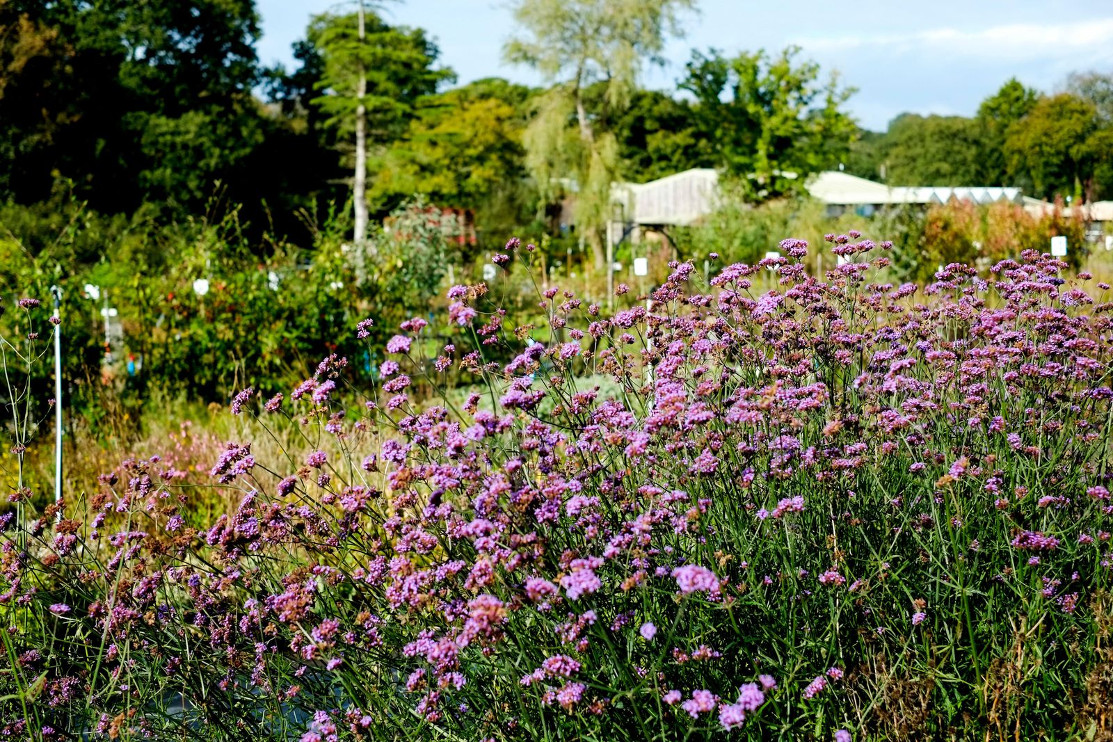Verbena bonariensis