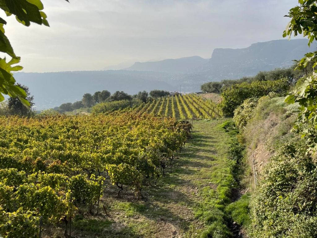 Headed by a French farming family just outside of Nice's city centre the Domaine de la Source produces some of the...