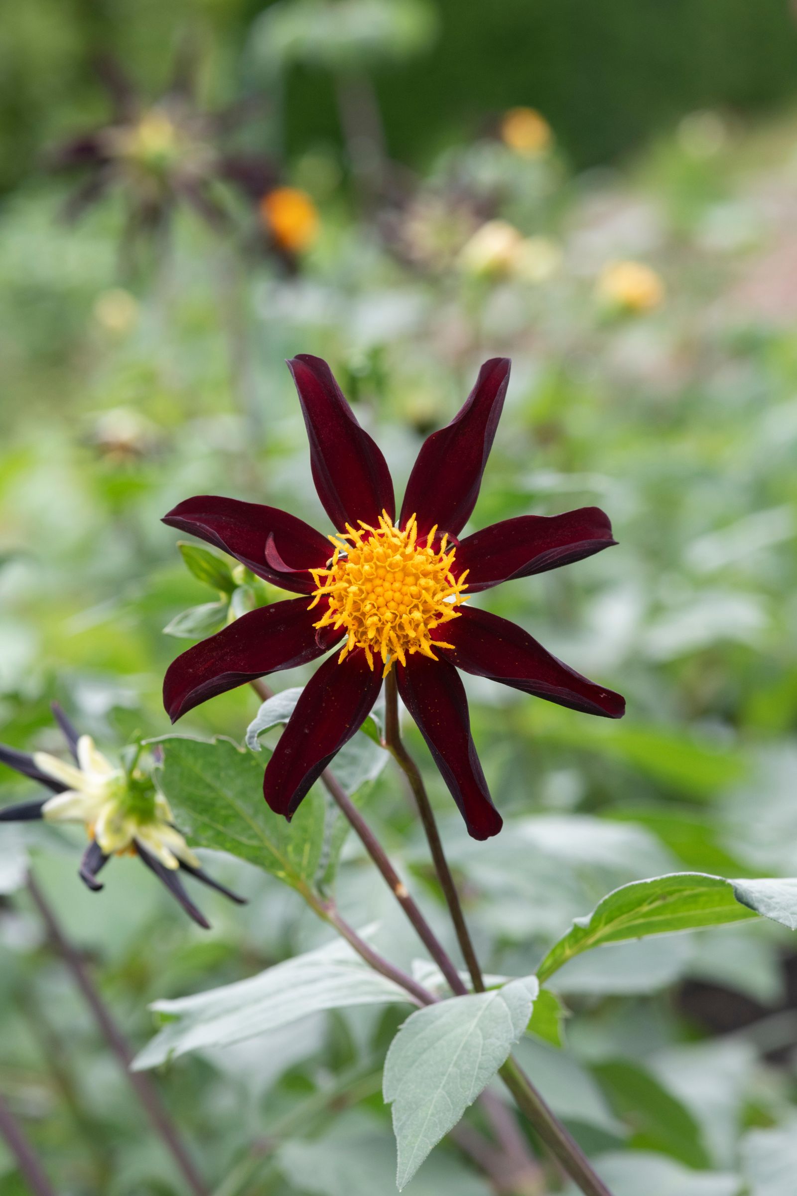 P3T36C Dahlia Verrone's obsidian. Star dahlia flower