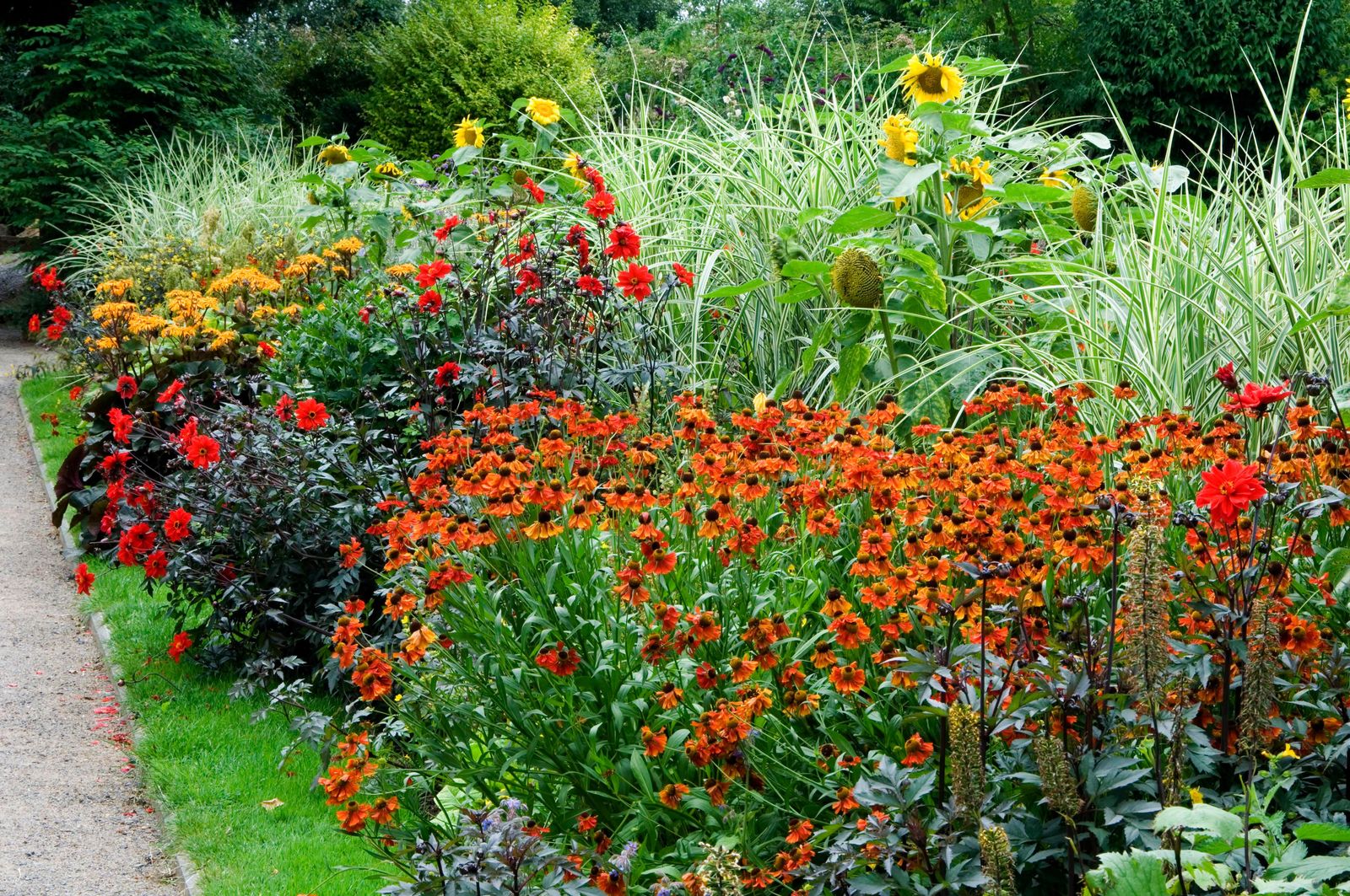 A perennial border featuring Dahlia 'Bishop of Llandaff'.
