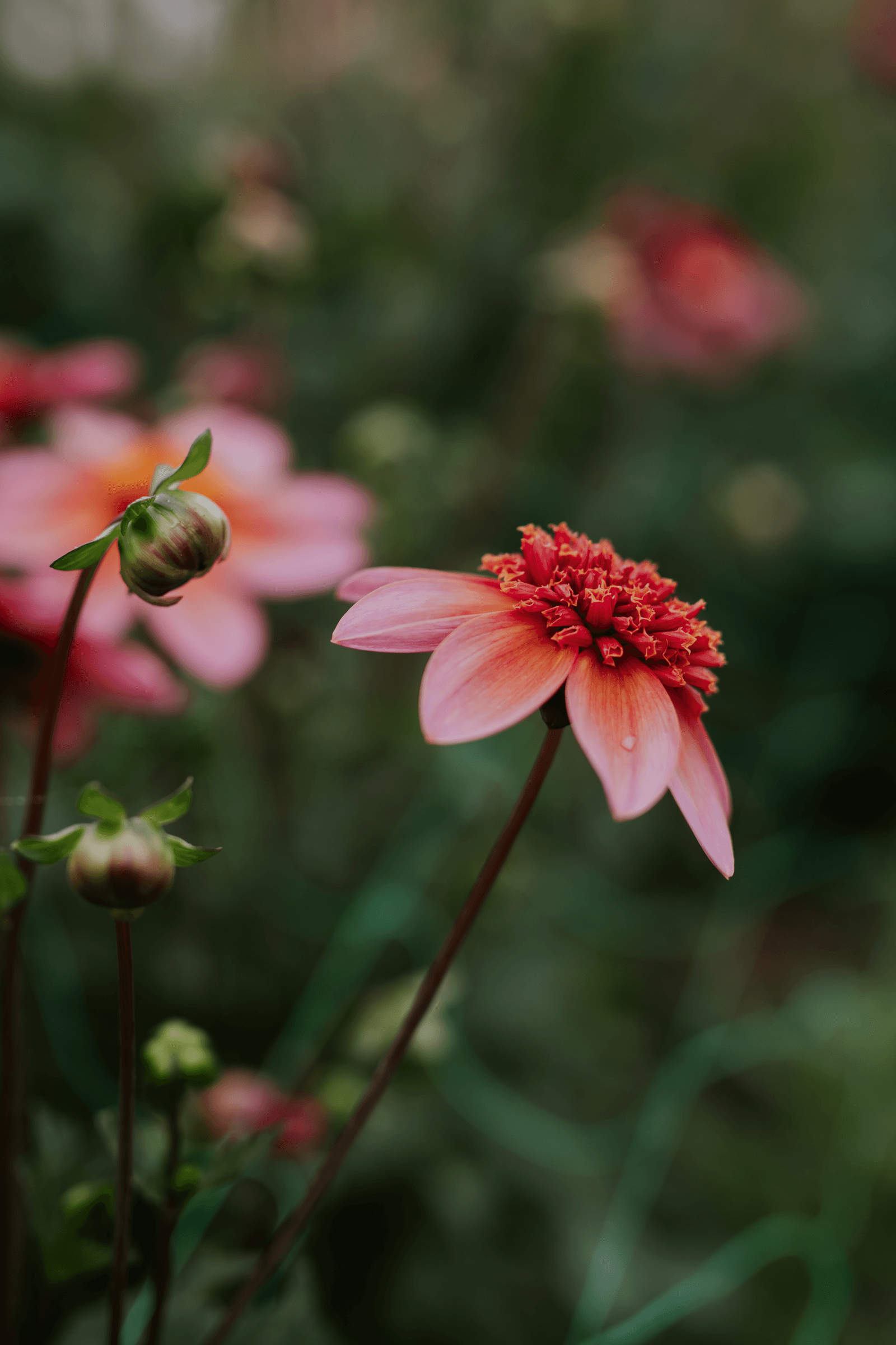 The anemone type 'Totally Tangerine is palest apricot with a contrasting darker centre