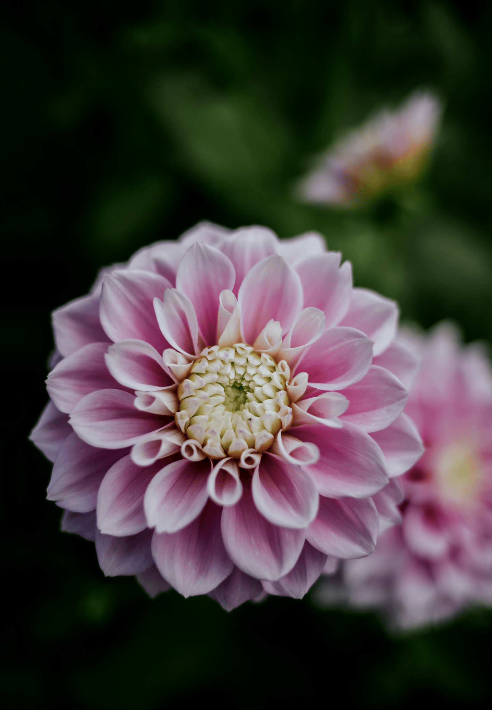 Pale pink Dahlia ‘Sweet Love
