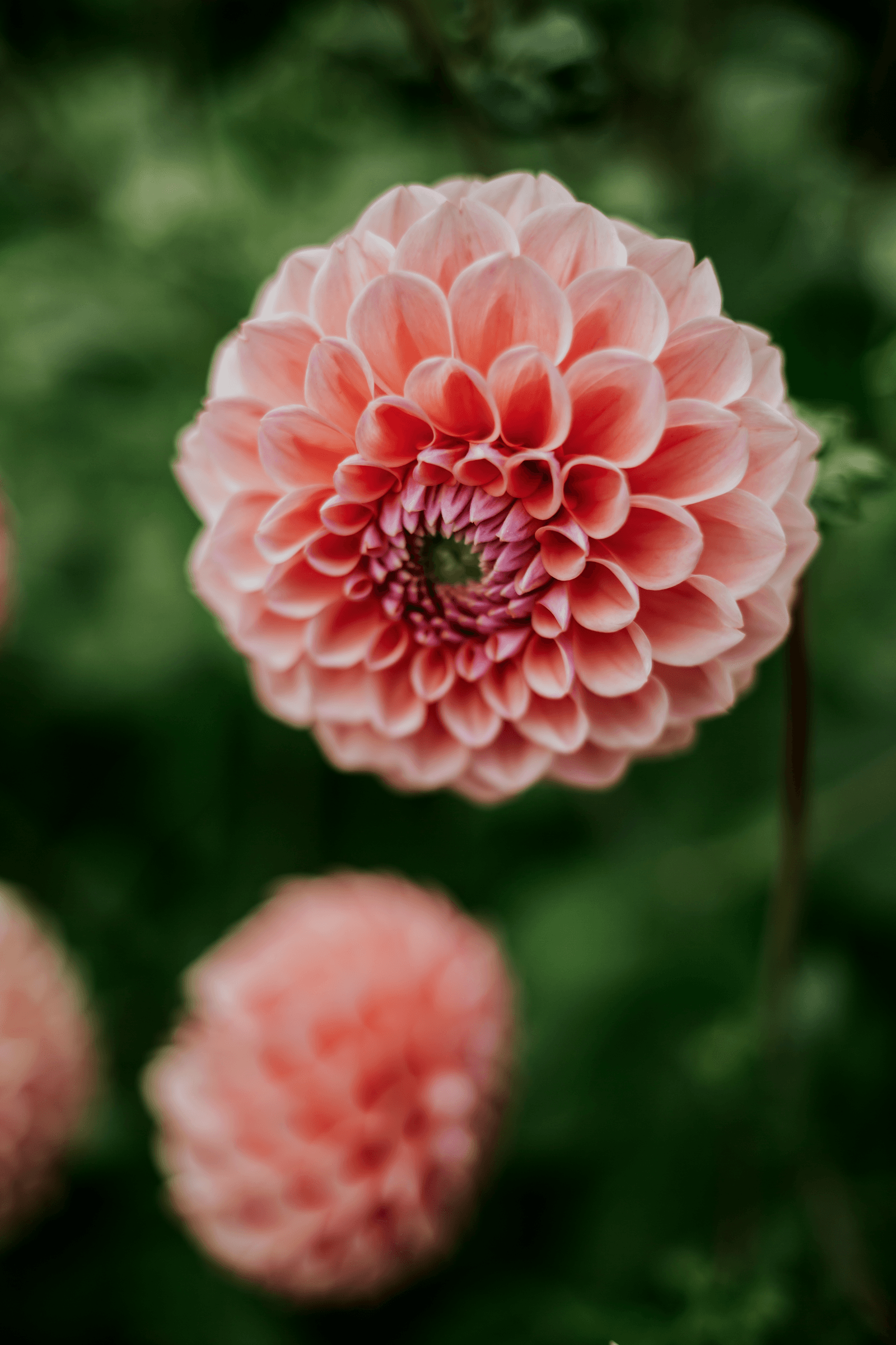 The decorative ‘Peaches