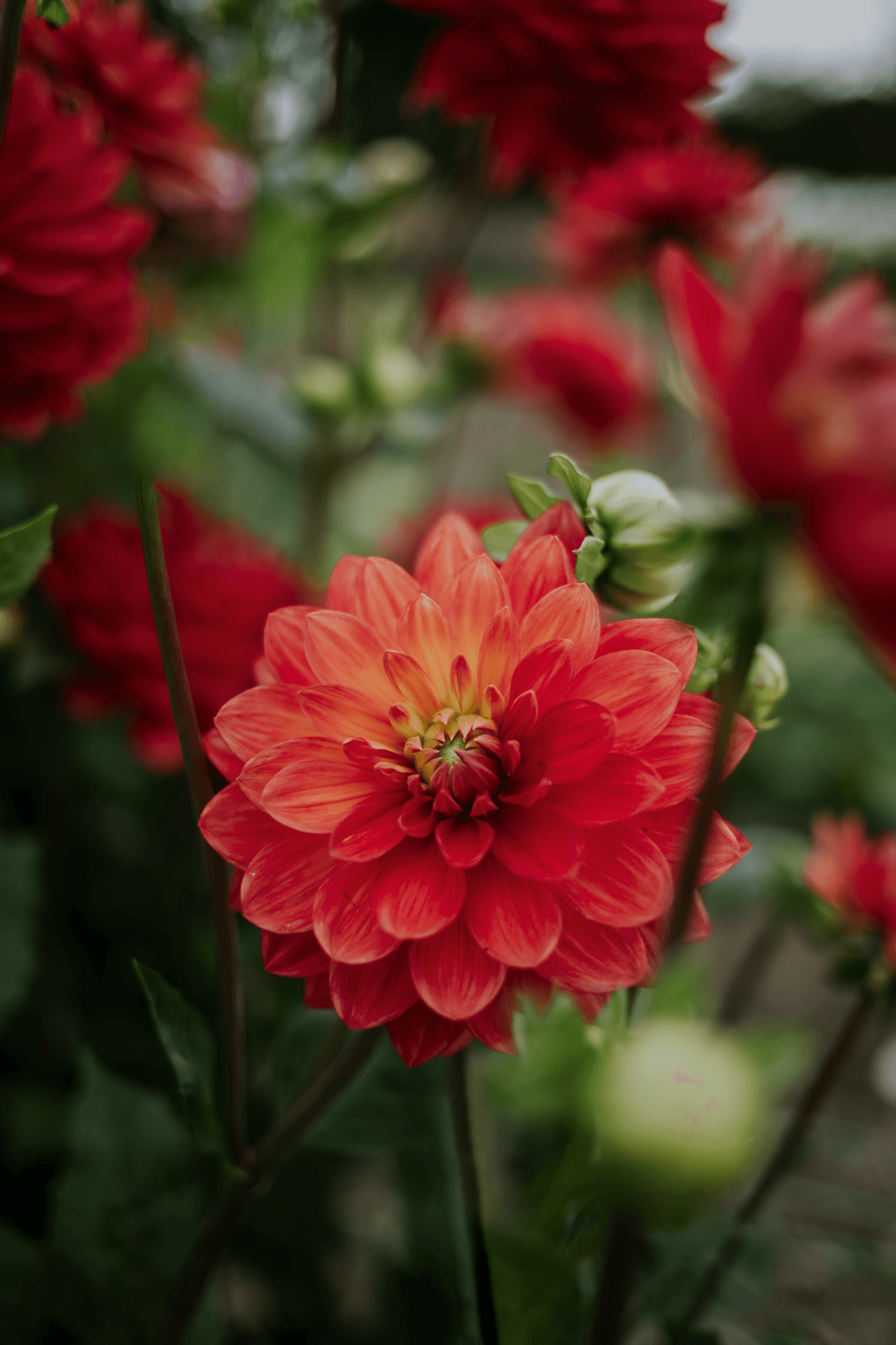 Orangered ‘Karma Fiesta