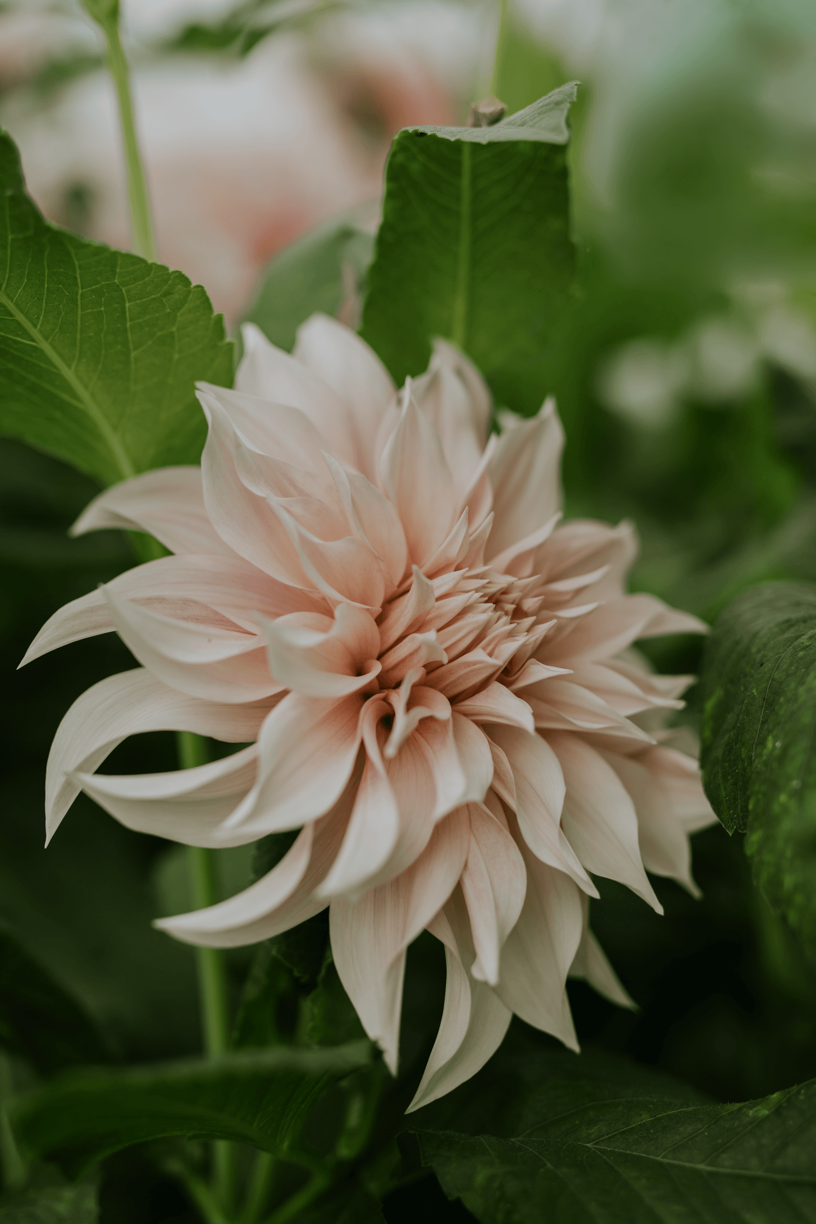 The opulent flower of ‘Caf au Lait